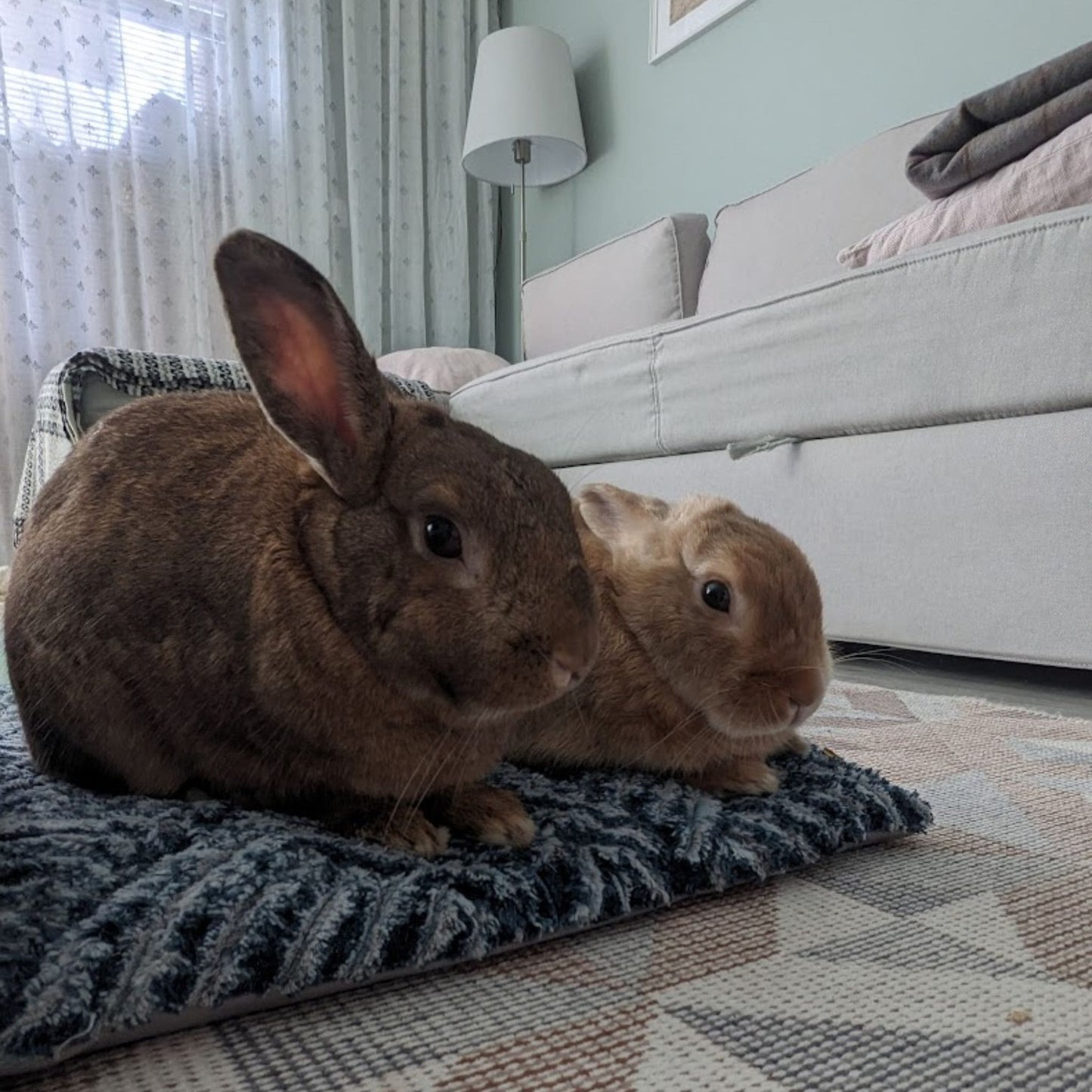 Extra durable pet bed